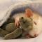 Thức ăn cho chuột hamster – những điều cần biết